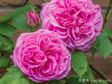 格特魯?shù)陆芑鶢栐录?葛楚德杰基爾