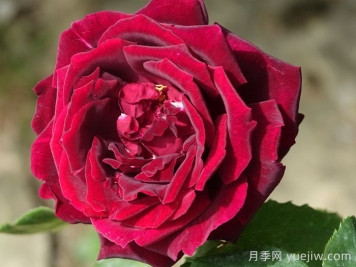 推薦21種濃香紅色月季品種，展示紅玫瑰的魅力