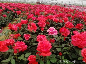 薔薇、玫瑰與月季的種植秘籍