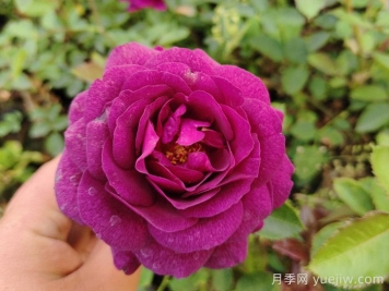 比利時(shí)月季/密涅瓦月季