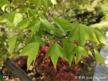 如何分辨三角楓、五角楓、元寶楓、雞爪槭，有圖片