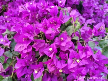 葉子花和三角梅的區(qū)別，葉子花和三角梅可以分清嗎？