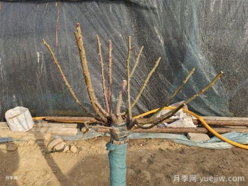 12月份月季開完最后一波花，修剪清園補(bǔ)肥三步走