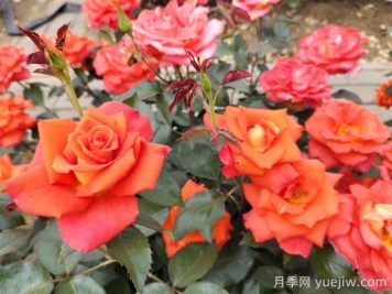 月季真的是藥罐子嗎？如何不噴藥養(yǎng)好月季？