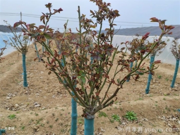 春天月季發(fā)芽期的管理辦法，注意給肥和抹芽