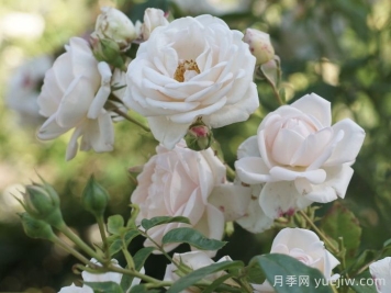 瑪婷吉洛月季