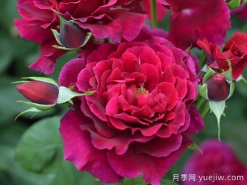 紅丘月季/天家胭脂月季