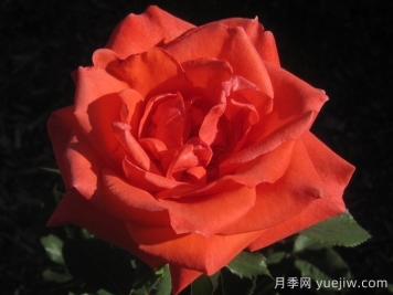 ?激情似火月季