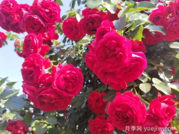 ?重新了解月季，月季的習性、養(yǎng)花、時間