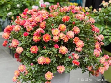 躲躲藏藏月季，多色微月盆栽，小巧可愛(ài)易爆盆