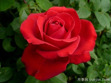 愛(ài)的魔力月季/貝佐伯/愛(ài)的咒語(yǔ)