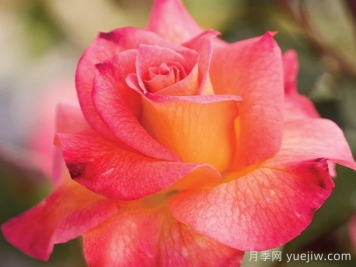 狂歡節(jié)月季