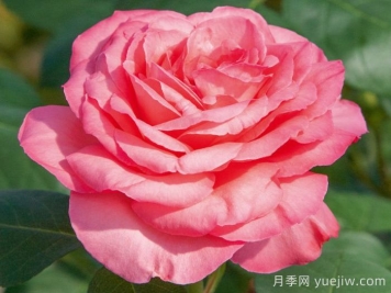 粉紅豹月季/粉豹月季