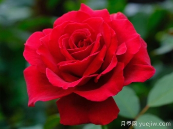 天鵝絨香水月季/絲絨香水