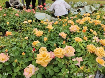 月季小苗的緩苗辦法？提高移栽成活率
