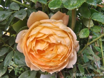 藤本夏洛特夫人月季的優(yōu)點(diǎn)和養(yǎng)護(hù)辦法