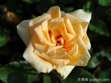 希靈頓夫人月季