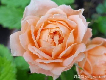 甜夢月季/甜蜜之夢