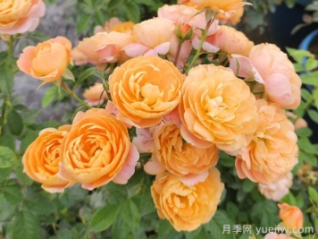 微型月季一年四季花開不斷，微型月季栽培手冊
