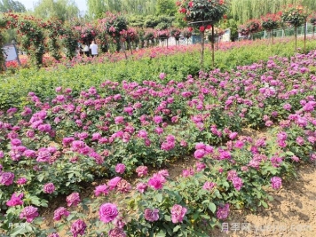 12種常見花境類型，你喜歡哪一種？