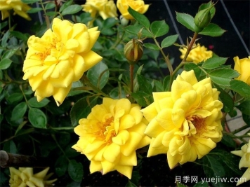 黃金珠寶月季