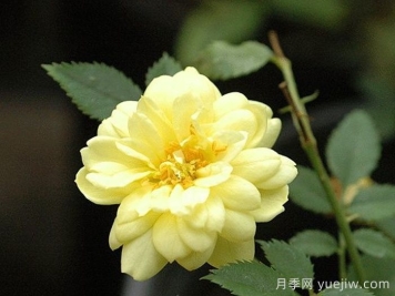 黃金姬月季/黃金雅/金幣