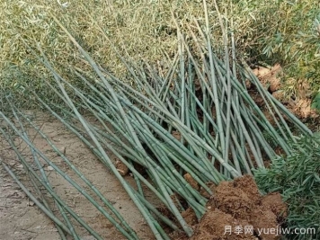 ?剛竹的種植技術