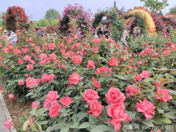 休閑游憩為主的口袋公園設(shè)計(jì)原則和植物配比