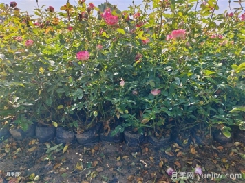 盆栽微型月季的養(yǎng)殖辦法，做好三點(diǎn)開花不斷