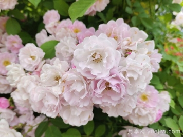 粉團(tuán)薔薇