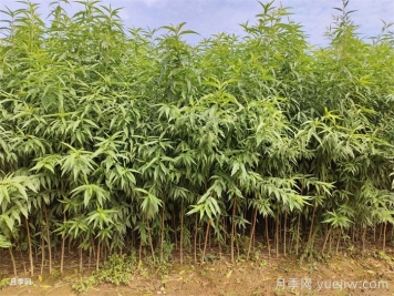 桃樹苗
