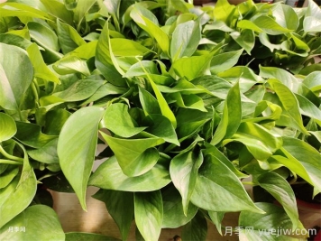 水培植物有哪些？