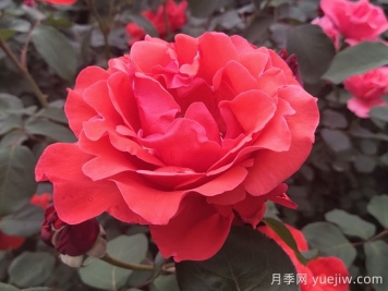 盤點(diǎn)100個(gè)常見(jiàn)月季品種