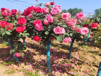樹狀月季定植后澆灌核心原則