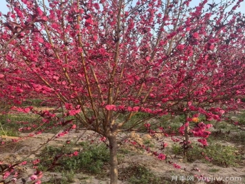 紅葉碧桃種植辦法