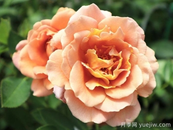 拉芬波特月季/拉菲內(nèi)波爾特