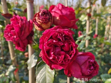 紅色和粉色龍沙寶石爬藤月季對比
