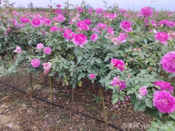 ?半陰環(huán)境光照不足如何養(yǎng)好月季花？