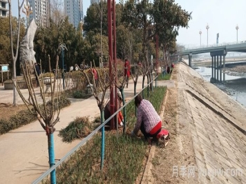 南陽白河岸淯陽橋臺地增植樹狀月季