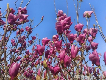 南陽(yáng)南召：打造省級(jí)玉蘭科研平臺(tái)