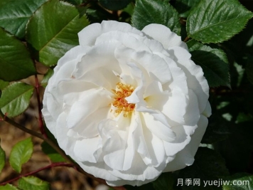 瑪格麗特梅麗爾月季