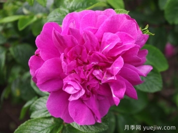 漢莎玫瑰月季