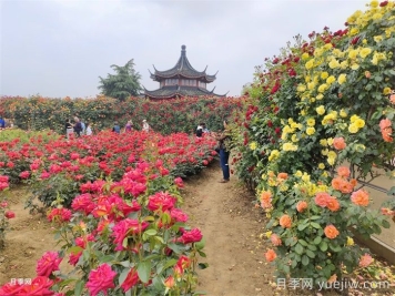 城市公園常見植物品種的配置選擇