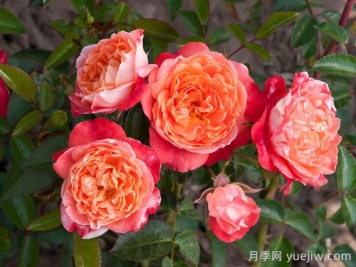 嬉皮士時(shí)尚月季
