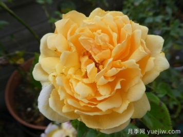 追憶帕特里克月季
