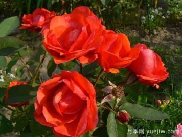 現(xiàn)代火焰月季/摩登火光