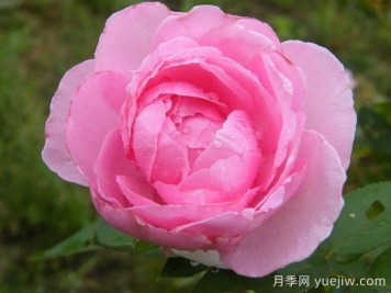 吉塔月季/吉塔文藝復興月季