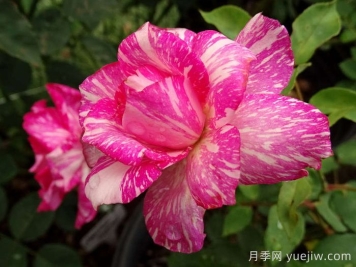 摩登時(shí)代月季/糖果條紋月季