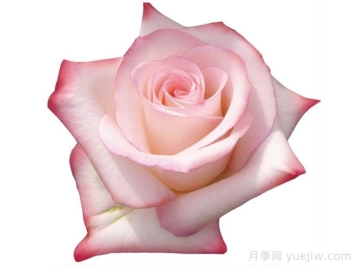 瓦妮婭月季