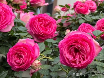 深粉龍沙寶石月季